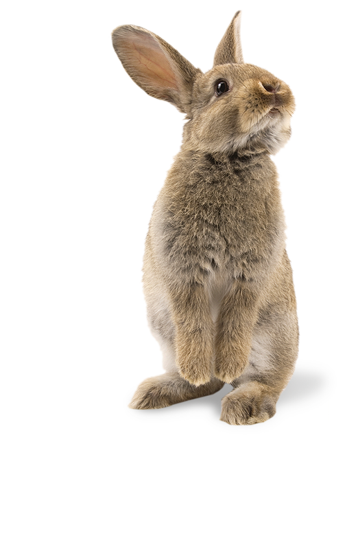 bunny
